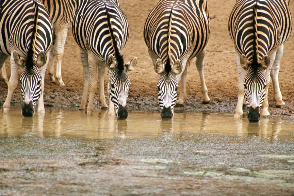 Südafrika Urlaub im Februar