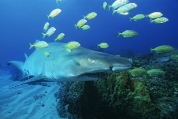 Südafrika Urlaub im Mai