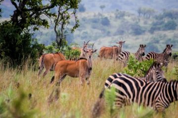 Ruanda Rundreisen im Februar