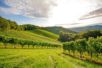 Genussreise in das Weinanbaugebiet Champagne