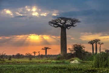 Madagaskar Urlaub - Besichtigung der Baobab Bäume