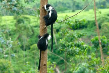 Safari Urlaub in Ruanda im November