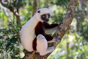 Madagaskar Urlaub - Besuch des Andasibe-Mantadia Nationalpark