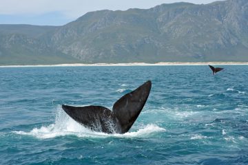 Walbeobachtung - Hermanus - Südafrika im Oktober