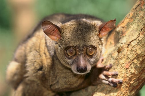 Bush Baby - Affenarten in Ruanda