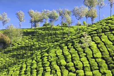 Indien Aktivreise - BhutanTeeplantagen - Munnar - Indien