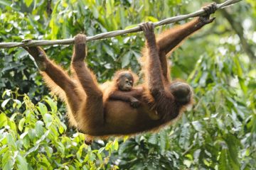 Orang-Utan Rehabilitations Zentrum Borneo