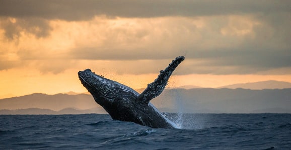 Walbeobachtungen auf Afrika Reisen