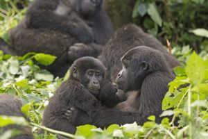 Uganda Gorilla Tracking