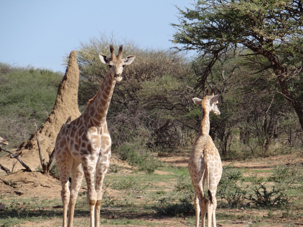 Privatreise durch Namibia