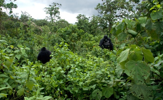 Wald mit Berggorillas