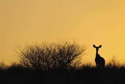 Namibia Botswana Rundreise - Namibia Familienurlaub -  Antilope im Sonnenuntergang 