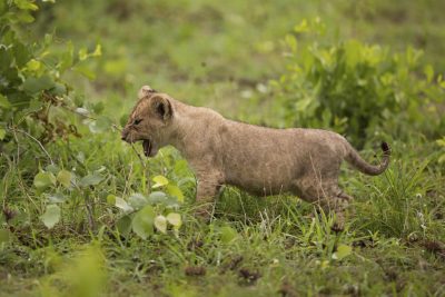 Babyloewe - Kruger Park - Suedafrika