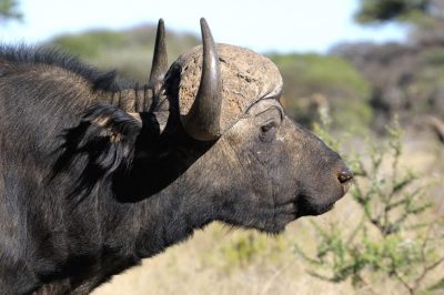 Bueffel - Kruger Park - Suedafrika