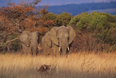 Elefanten - Garden Route Private Game Park - Suedafrika