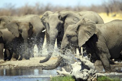 Namibia Gruppenreise - Namibia Botswana Rundreise - Elefanten am Wasserloch - Namibia Safari