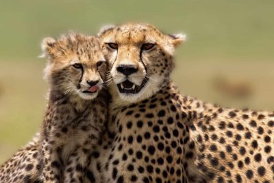 Tansania Safari - Gepard - Serengeti - Tansania