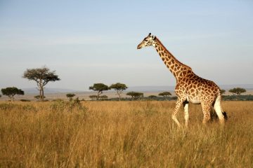 Giraffe im Tsavo West Nationalpark in Kenia