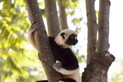 Gruppenreise Madagaskar - Lemur im Baum - Madagaskar