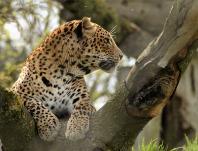Sri Lanka Rundreise - Leopard - Yala National Park - Sri Lanka