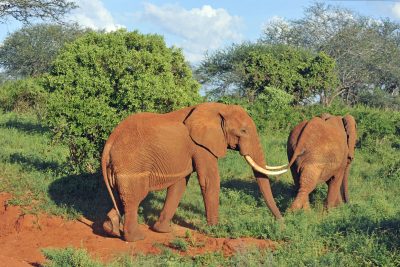 Rote Elefanten - Tsavo Ost Nationalpark - Kenia