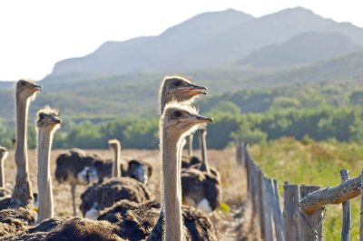 Straussenfarm - Oudtshoorn - Suedafrika