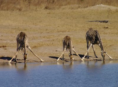 Trinkende Giraffen - Hwange National Park - Simbabwe