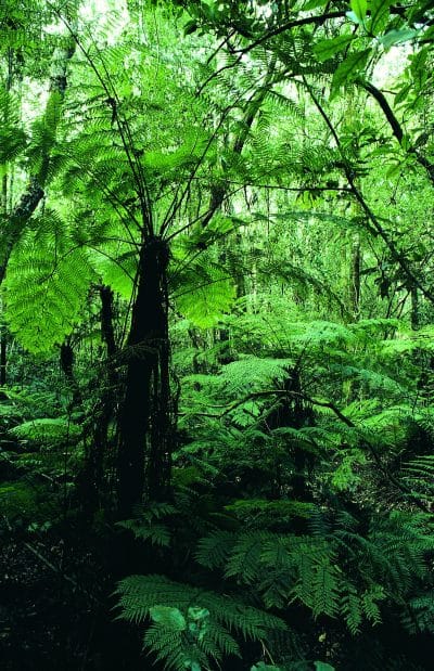 Suedafrika individuell - Urwald - Tsitsikamma National Park - Suedafrika