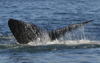 Walfluke - Hermanus - Suedafrika