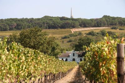 Suedafrika Naturreisen - Weingut - Stellenbosch - Suedafrika