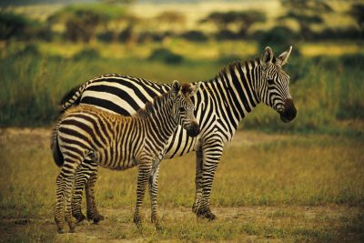 Lesotho Rundreise  - Suedafrika individuell - Zebras - Garden Route Private Game Park - Suedafrika