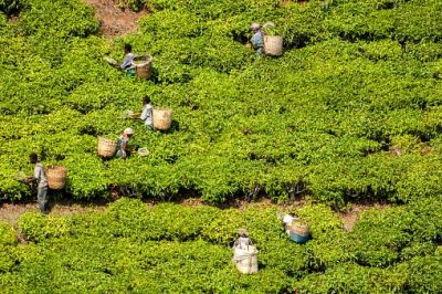 Tansania Rundreise - Teeernte auf der Mbuyuni Farm - Morogoro