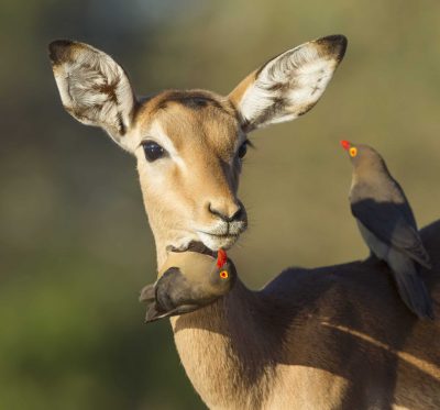 Impala - Chobe Nationalpark - Botswana