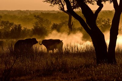 Büffel in der Dämmerung - Krueger National Park - Suedafrika