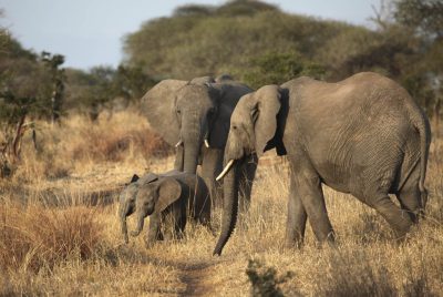 Elefanten Familie - Tansani