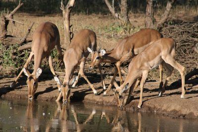 Impala Gruppe am Wasserloch - Tuli Block - Botswana