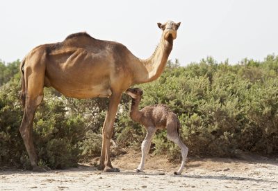 Kamelmutter mit Neugeborenen - Danakil Wueste - Aethiopien