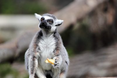 Lemur mit Obst - Madagaskar