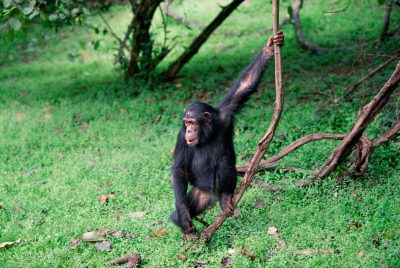 Schimpanse - Queen Elizabeth National Park - Uganda