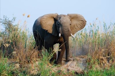 Malawi Rundreise - Elefant - Zambezi Nationalpark