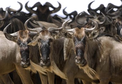 Gnus - Tiermigration - Kenia