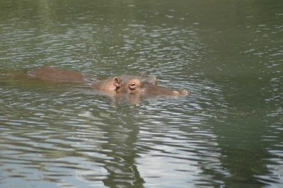 Hippo im Wasser - Mzima Springs - Tsavo West Nationalpark - Kenia