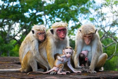 Affenfamilie - Felsenburg Sigiriya - Sri Lanka