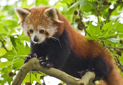 Individualreise Bhutan - Roter Panda - Wildpark - Bhutan