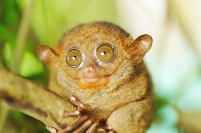 Tarsier große Augen Tier - Philippinen