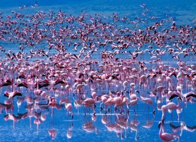 Flamingos im See - Lake Nakuru National Park  Kenia