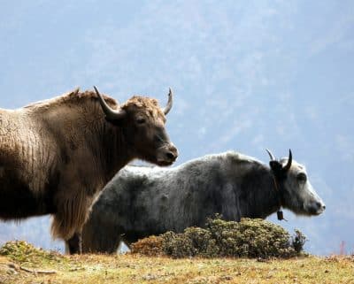 Yaks - Bhutan