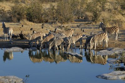 Zebras am Wasserloch im Etosha National Park - Namibia