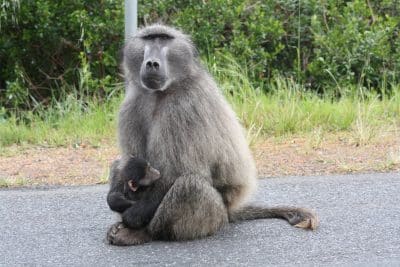 Pavian am Kap der Guten Hoffnung - Kapstadt - Suedafrika