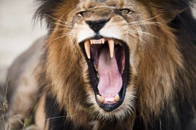 Bruellender Loewe - Krueger National Park - Suedafrika